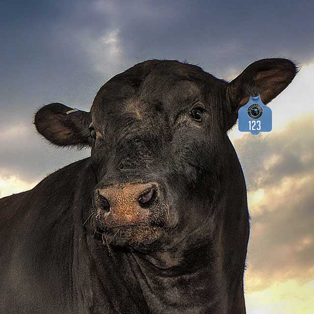 angus bull